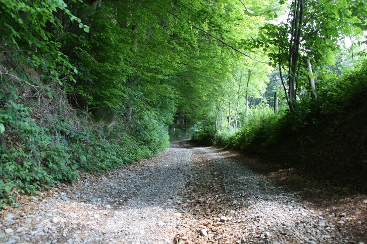 Zum Sachsenrieder Weiher