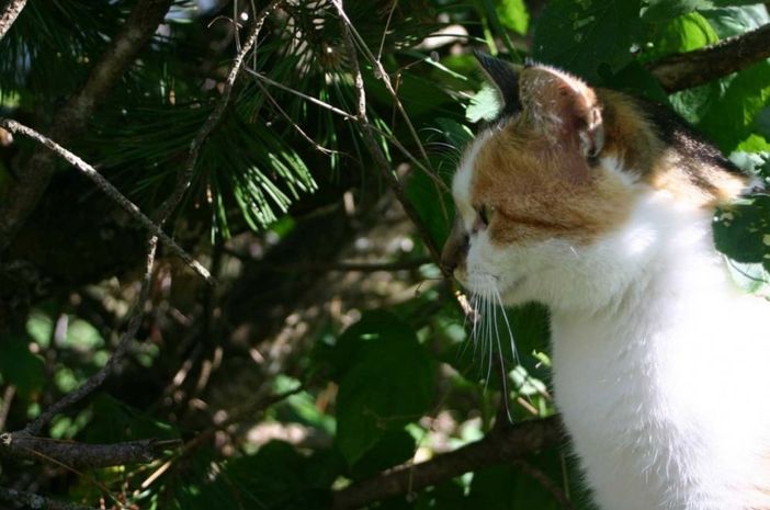 Eine unserer Schmusekatzen