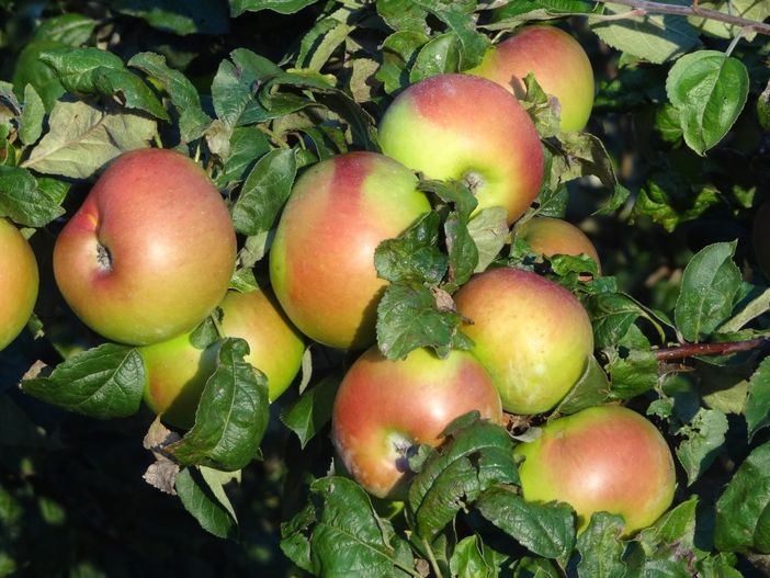 Äpfel auf der Streuobstwiese