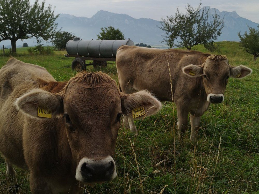 Erlebe aktive Landwirtschaft auf dem Biohof Stöger