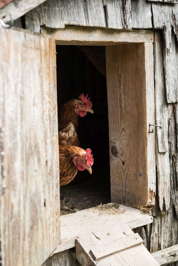 Alpe Bolgen in Bolsterlang