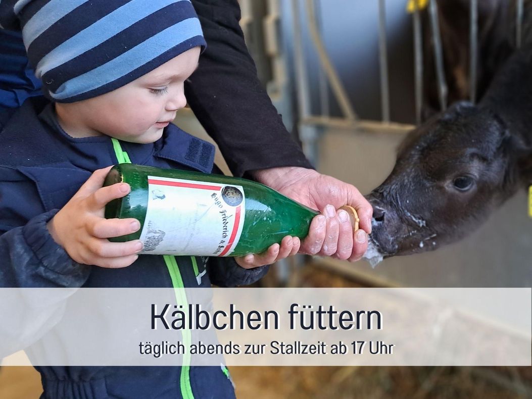 Kälbchen füttern