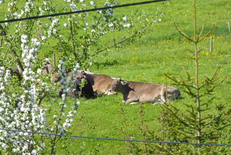 Kühe auf der Weide