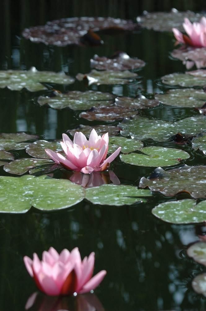 Seerosen im Teich