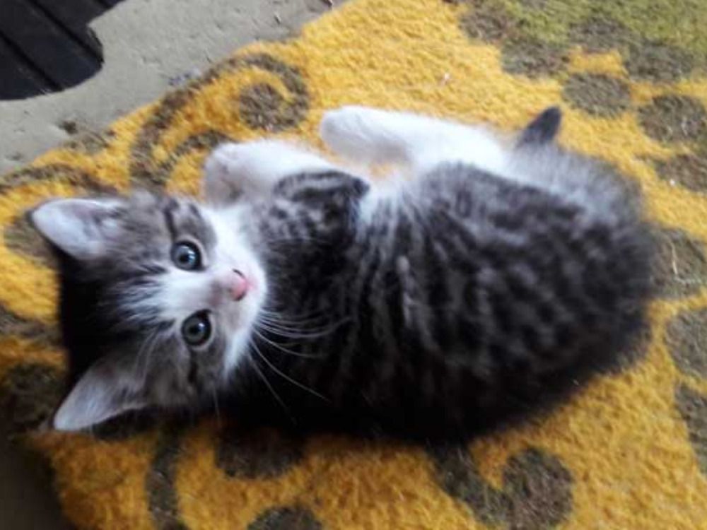 katzenbabysgibtsoftbeiuns