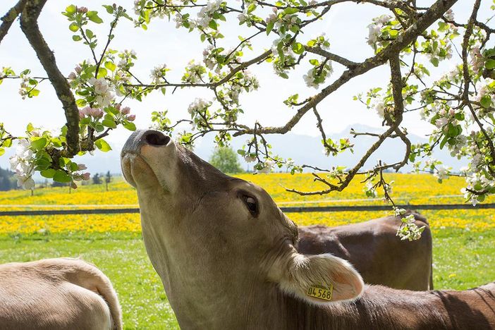 Frühling