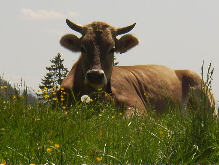 Allgäuer Braunvieh