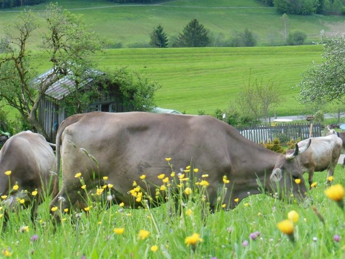 khe_auf_der_weideneu