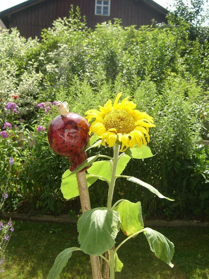Sonnenblume