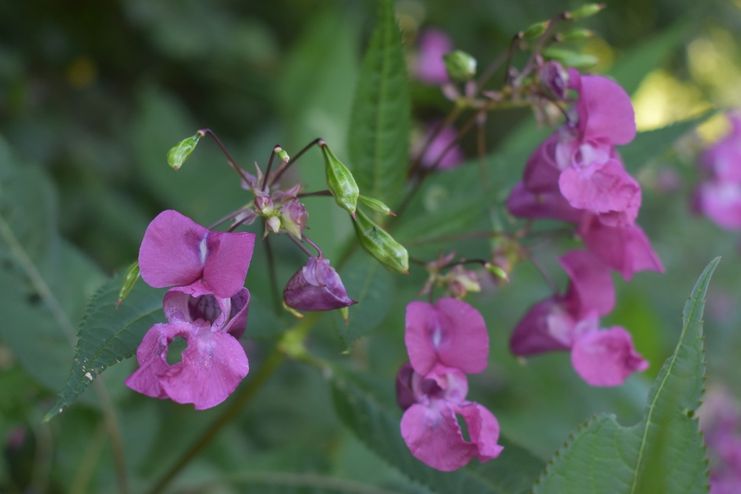 Springkraut_Anja Worschech2