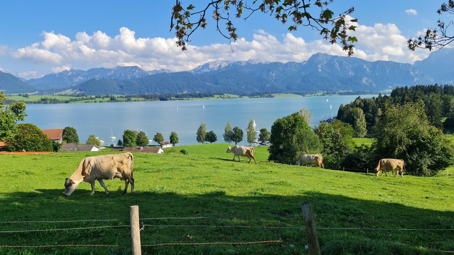 Swimming, cycling & hiking at the Forggensee with this view.