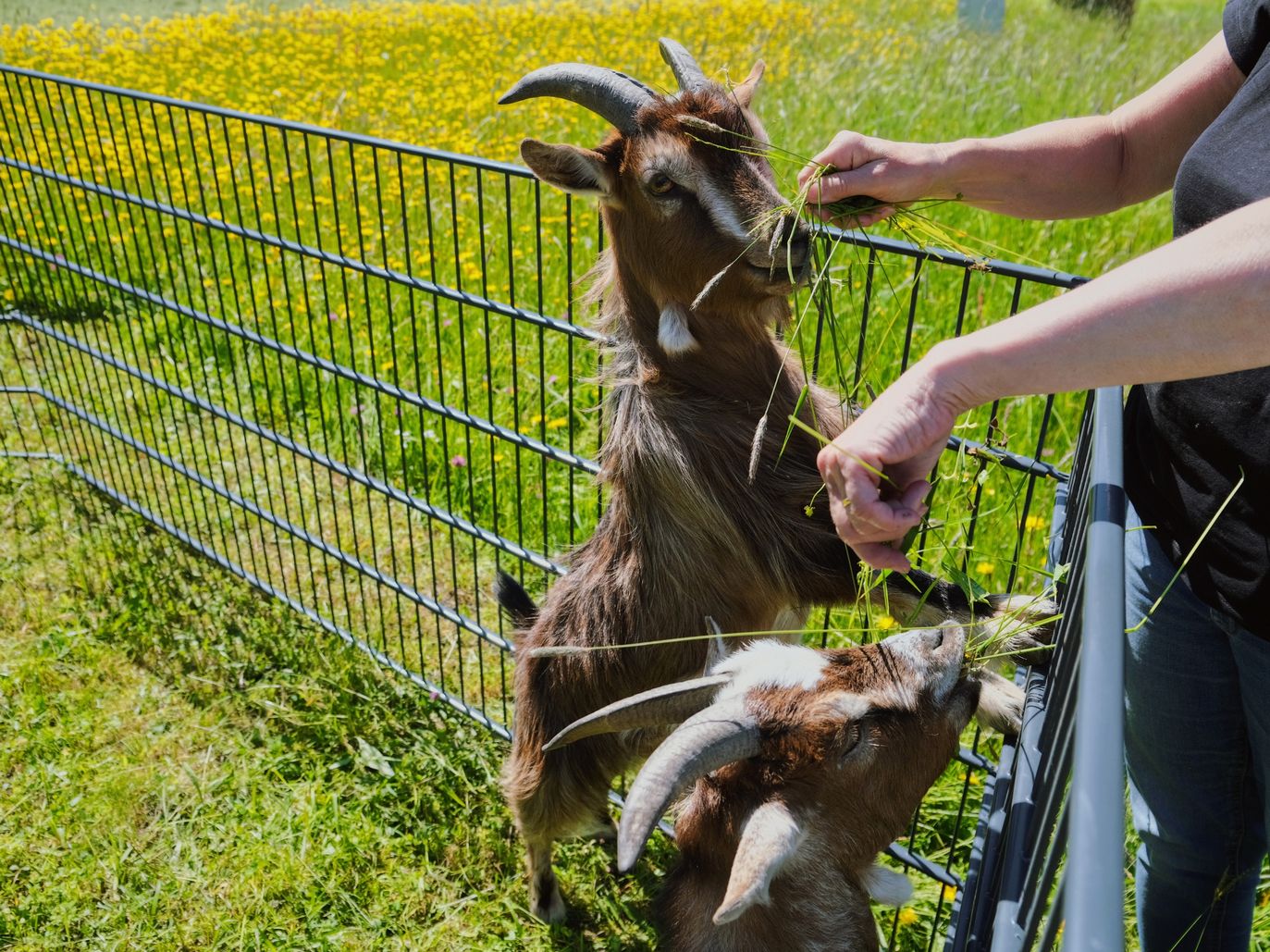 Ziegen2