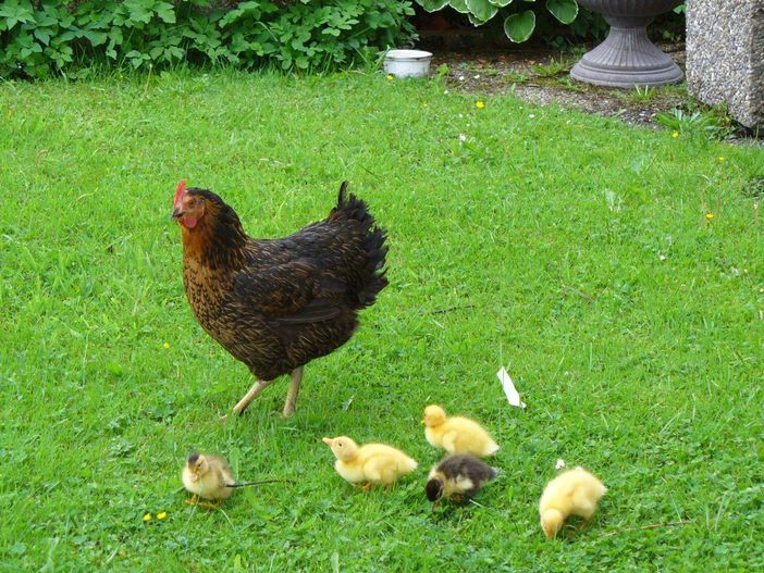 Huhn im Glück