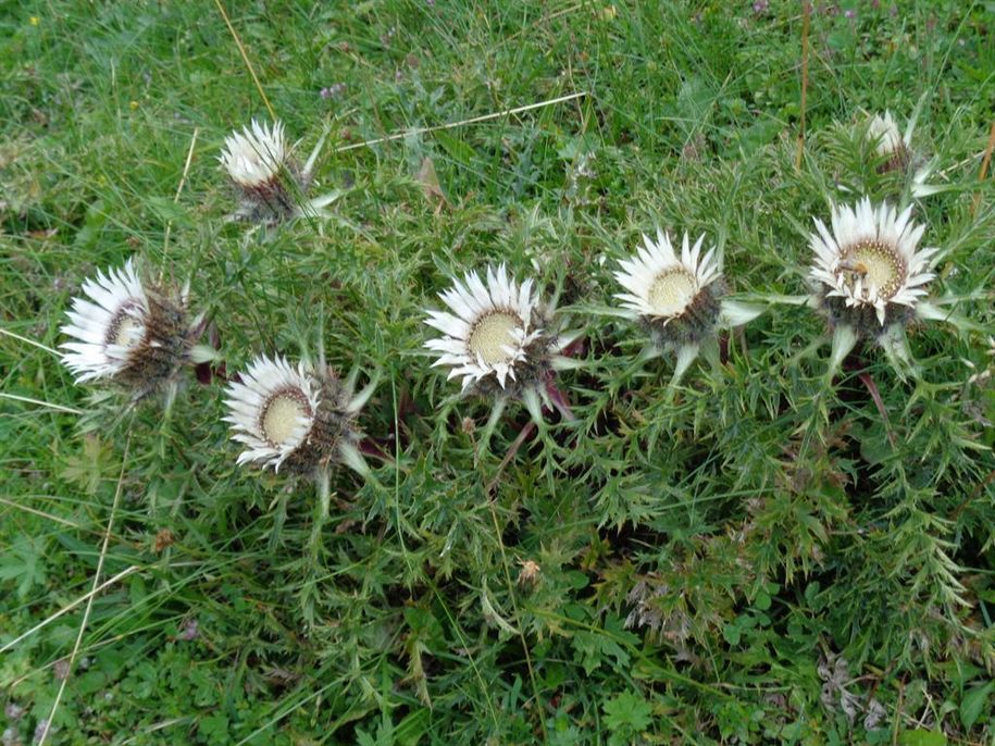 Silberdisteln