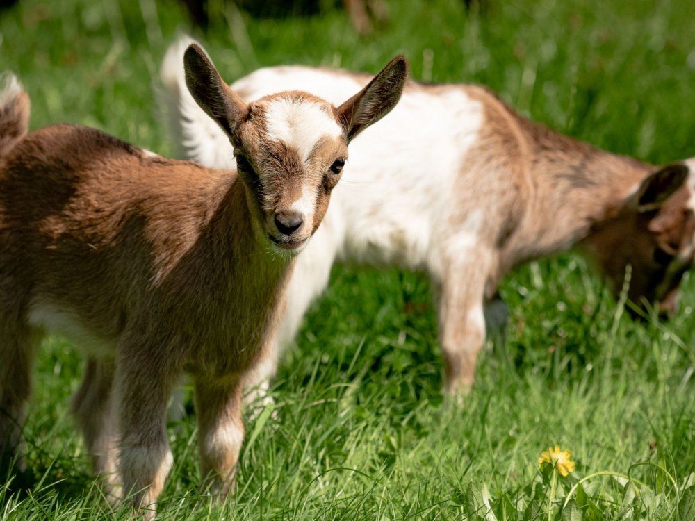 Ziegen_006