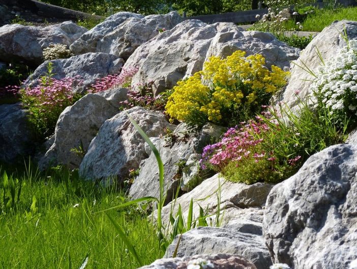 Entdecken Sie die vielen verschiedenen Blumen bei uns