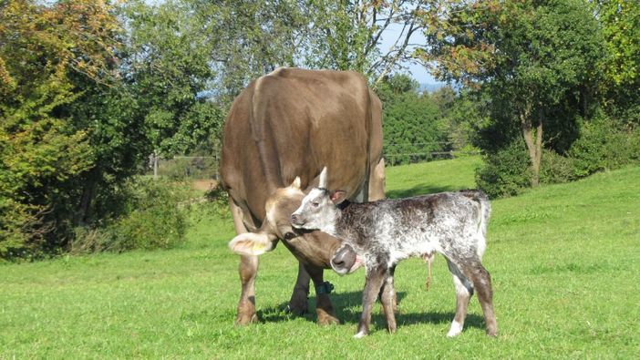 Feldkalbung - Kuh und Bäuerin im Glück :)))