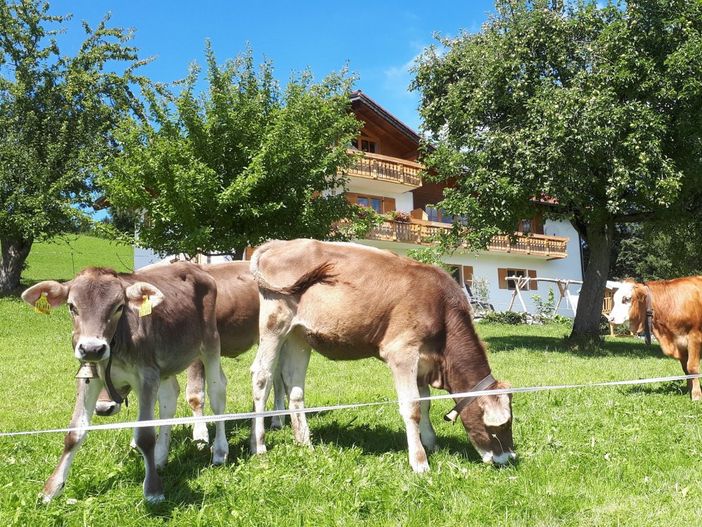 Neugierige Kälber