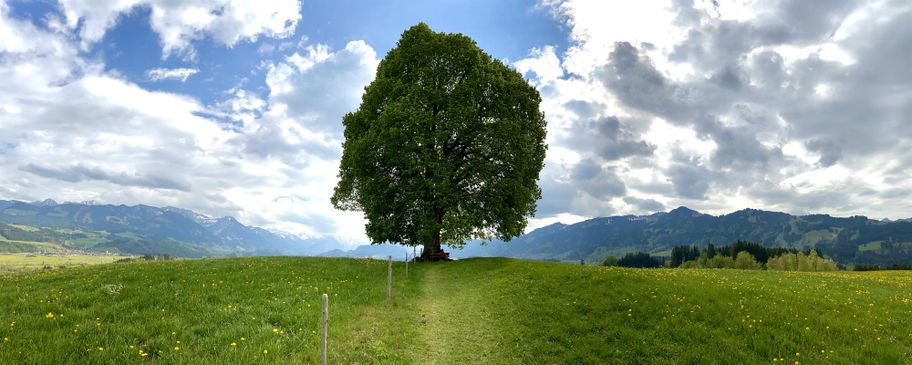Friedenslinde auf der Wittelsbacher Höhe