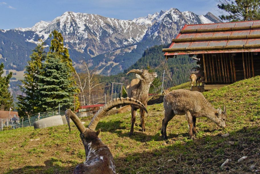 Alpenwildpark in Obermaiselstein - Steinböcke