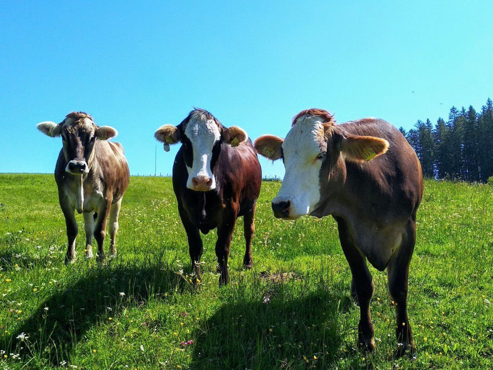 unsererinderaufdersommerweide