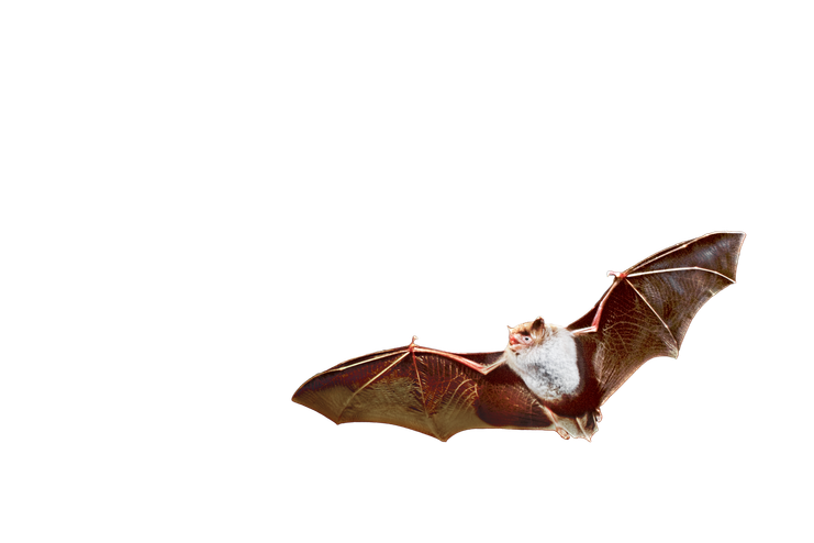 BN_Wasserfledermaus