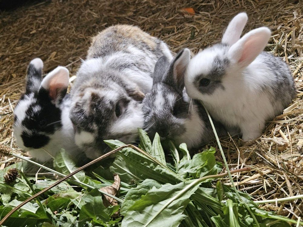 WhatsApp Bild 2025-11-23 um 16-59-50_d6001583