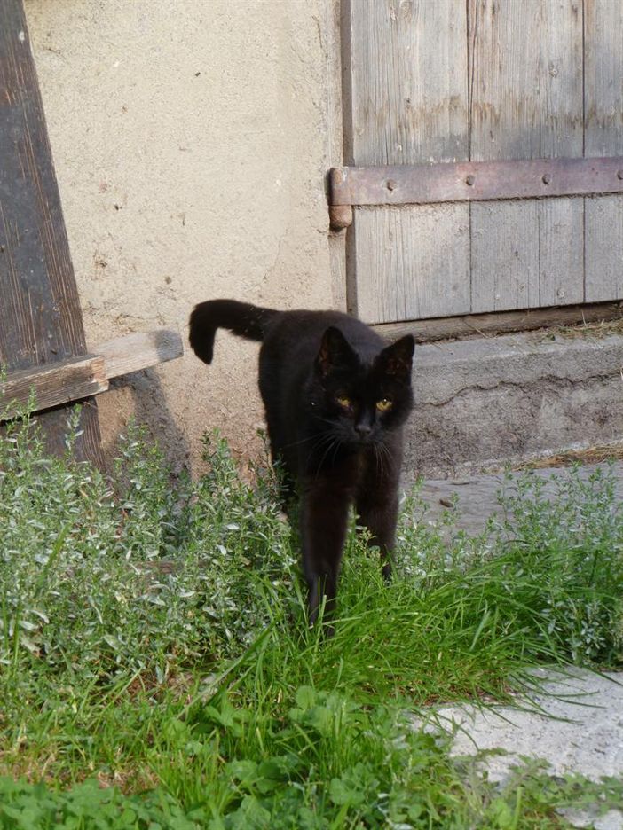"Blacky" Liebling unserer Gästekinder