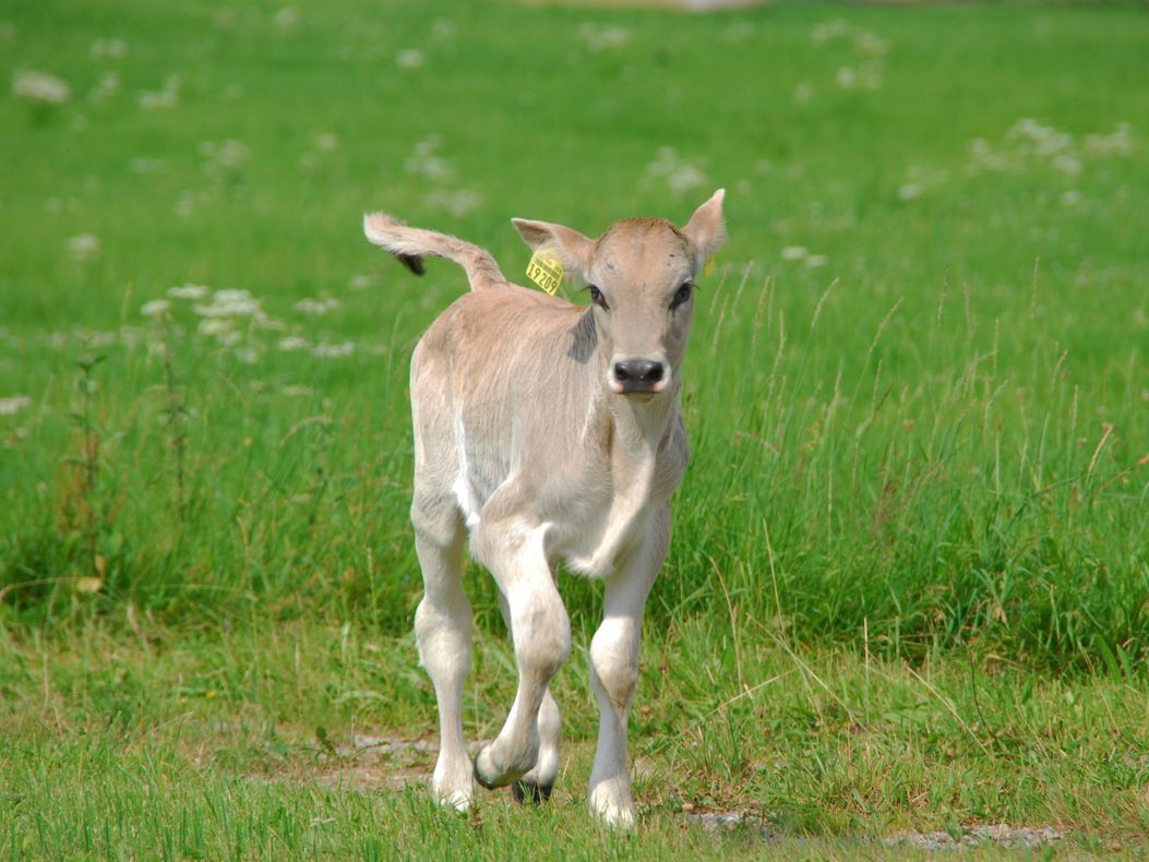 Kalb
