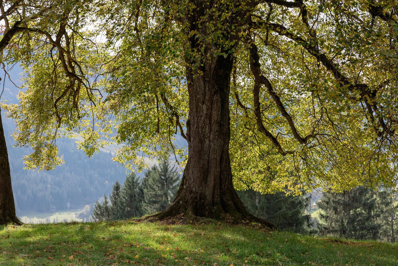 Frühling an der Nusche