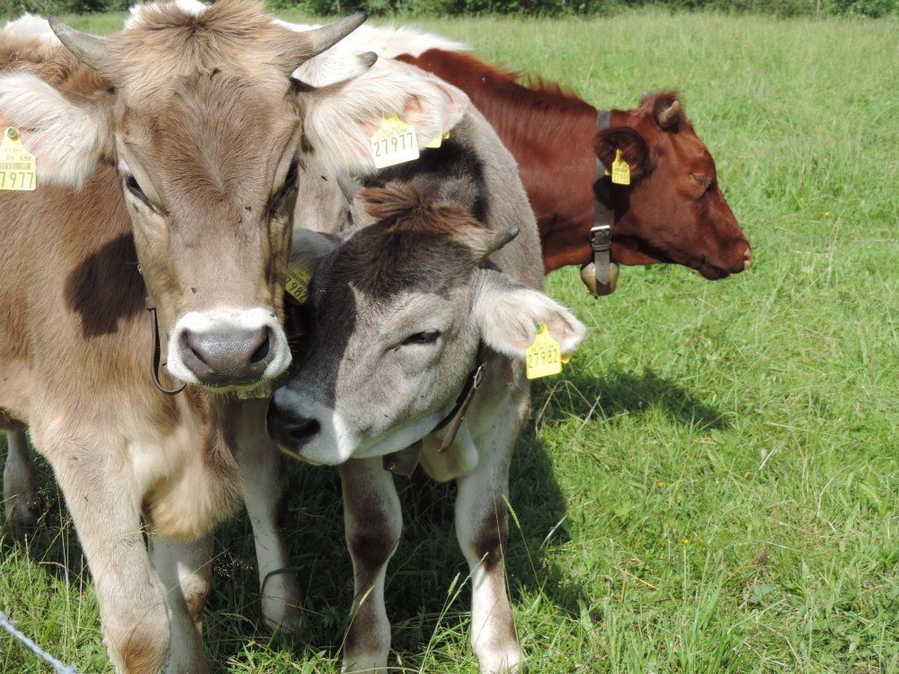 Jungvieh auf der Weide