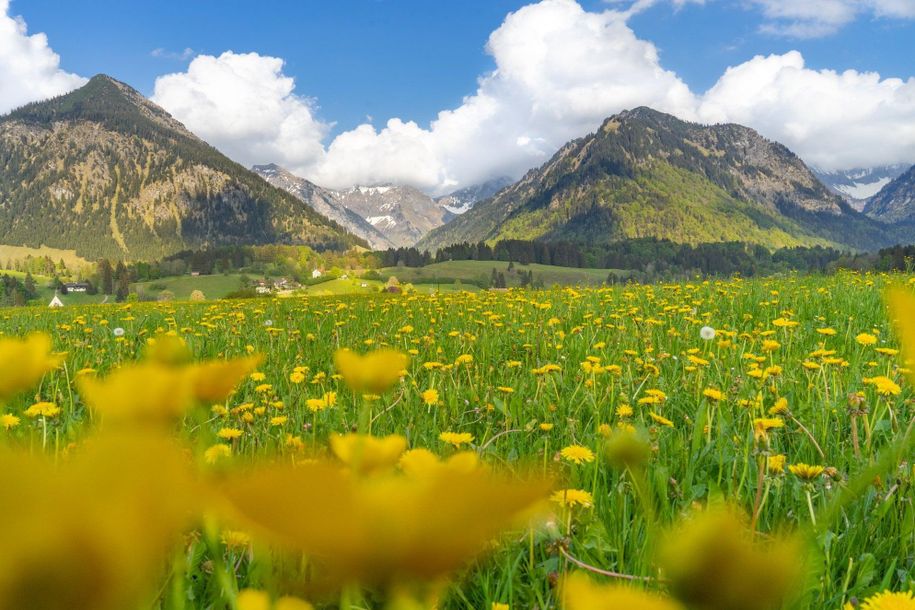 Frühling in den BERGEN