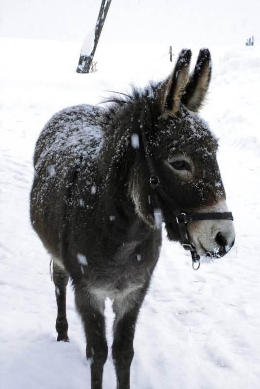 Lilli im Winter