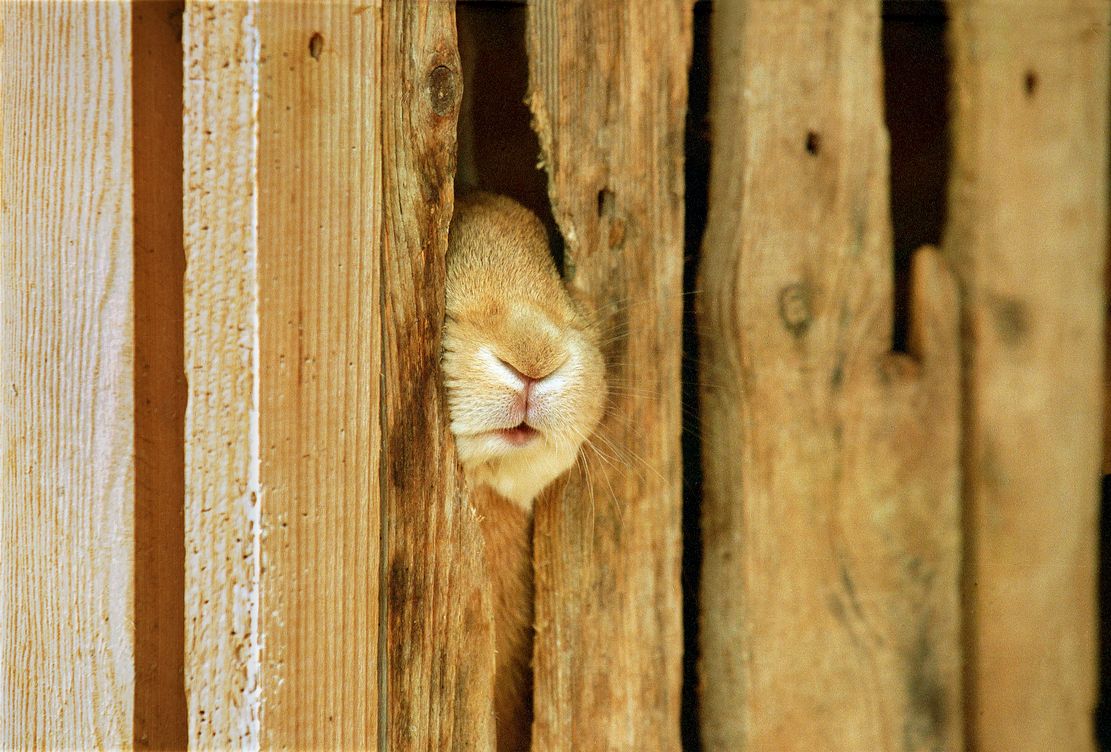 Osterführung mit Nestsuche