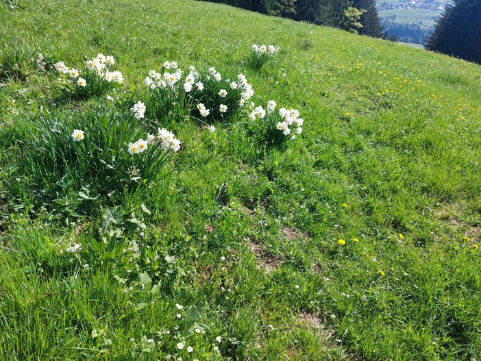 Weisse Narzissen