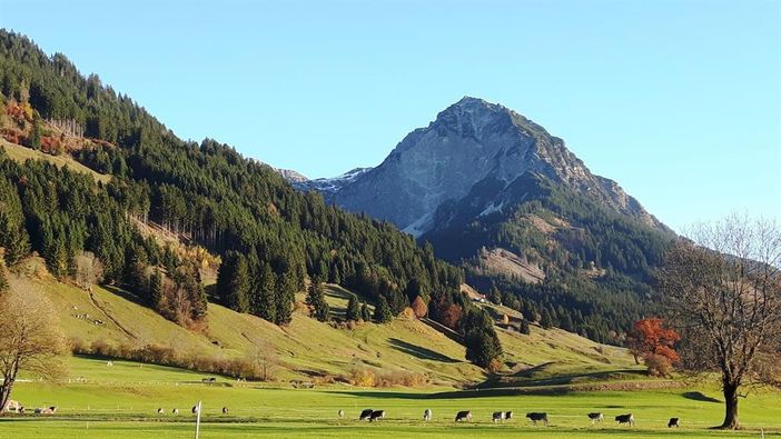Berg Rubihorn mit Kühe