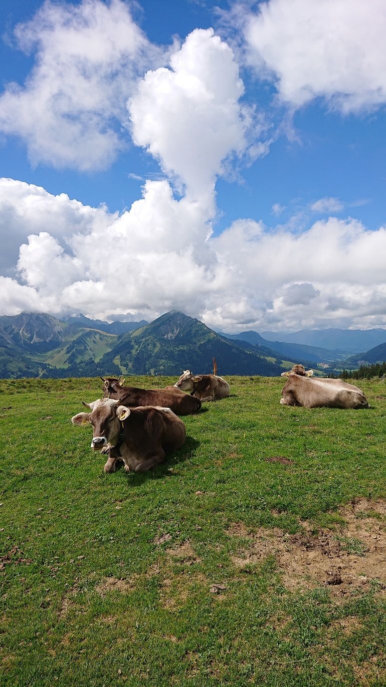 Schumpen auf dem Schönkahler