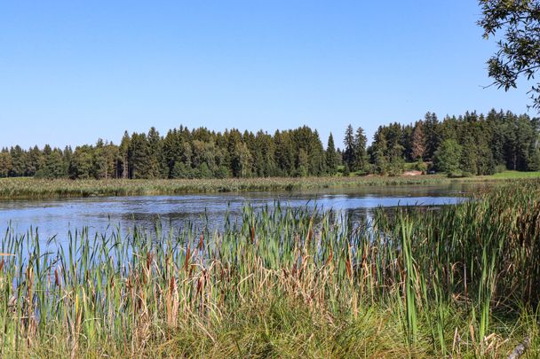Trollweiher