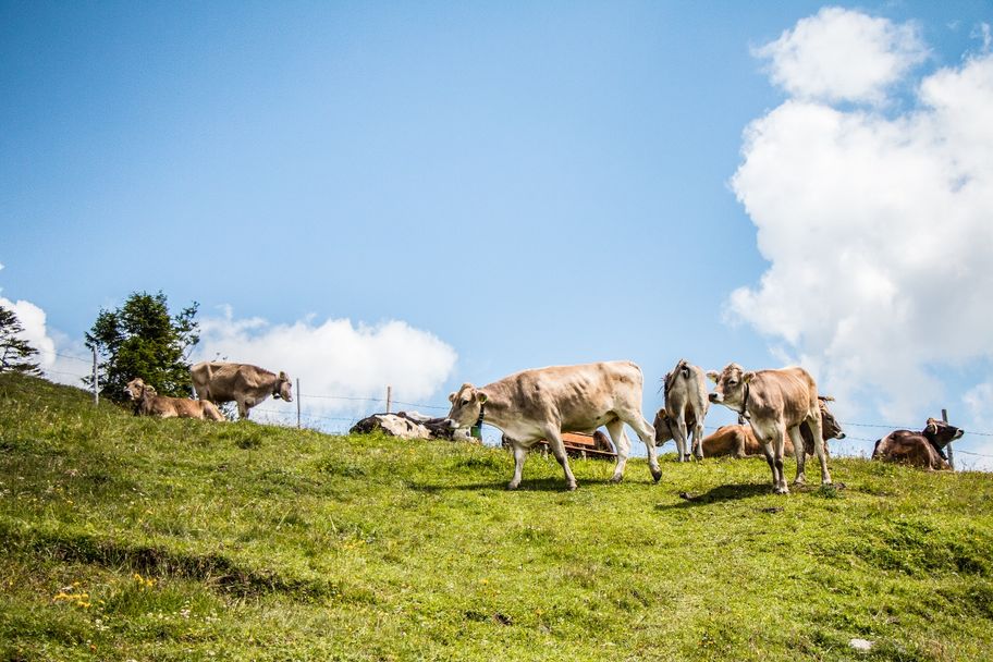 Hochalphütte am Breitenberg