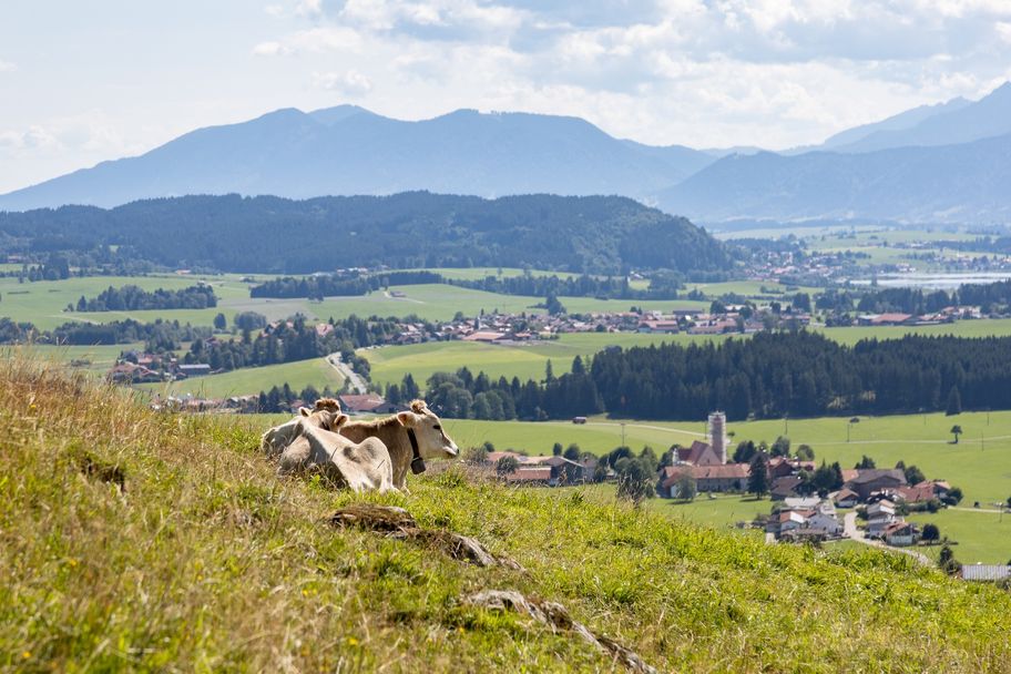 Kühe vor Alpenkulisse