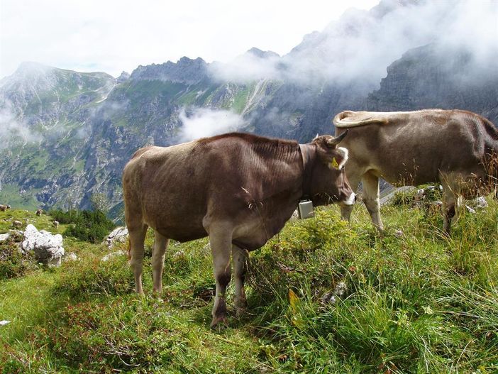 Jungvieh Alpe Hinterentschen