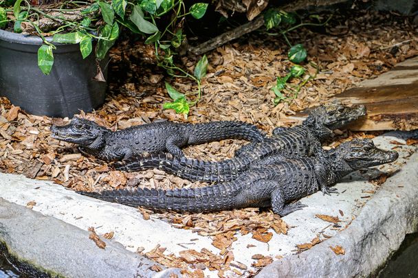 Reptilienzoo-Scheidegg_Krokodile