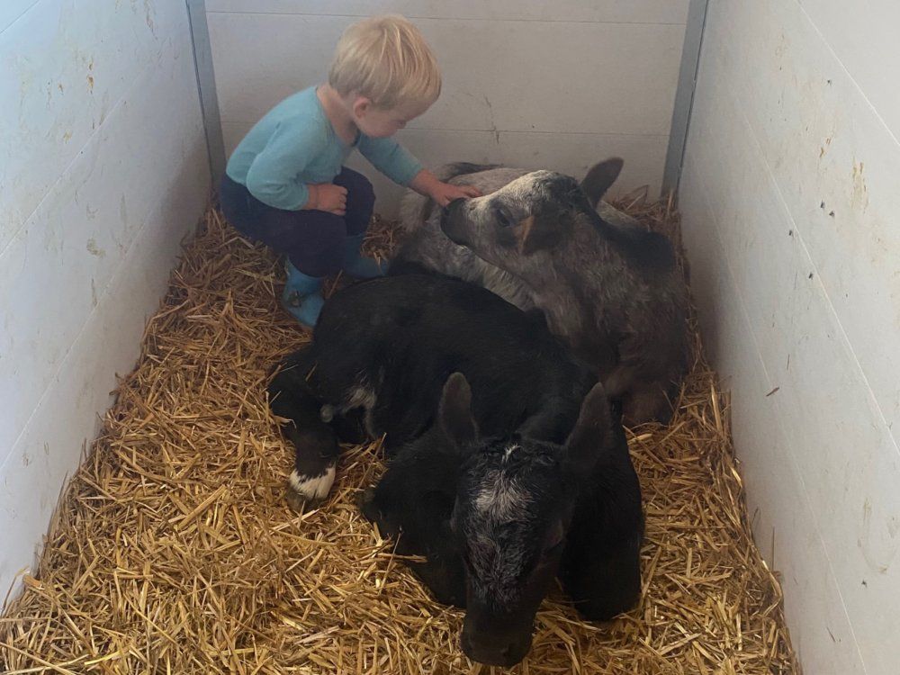 Auch die Kälbchen freuen sich über Streicheleinheiten
