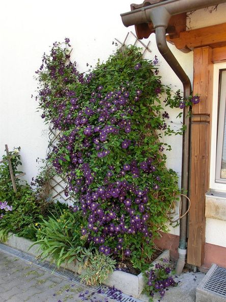 Waldrebenblüte am Haus