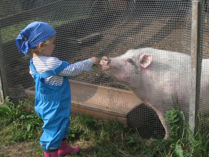 Schweinchen Guschtl