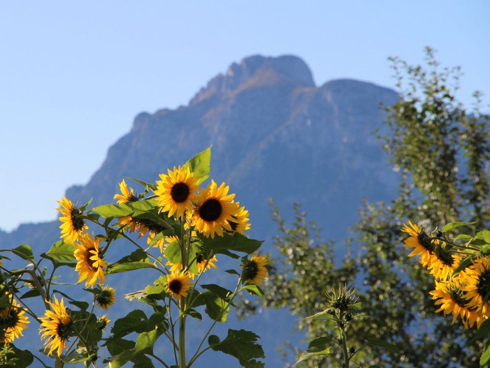 Sommerglück am Biohof Stöger genießen