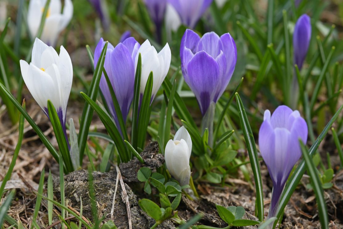Krokusblüte im Allgäu