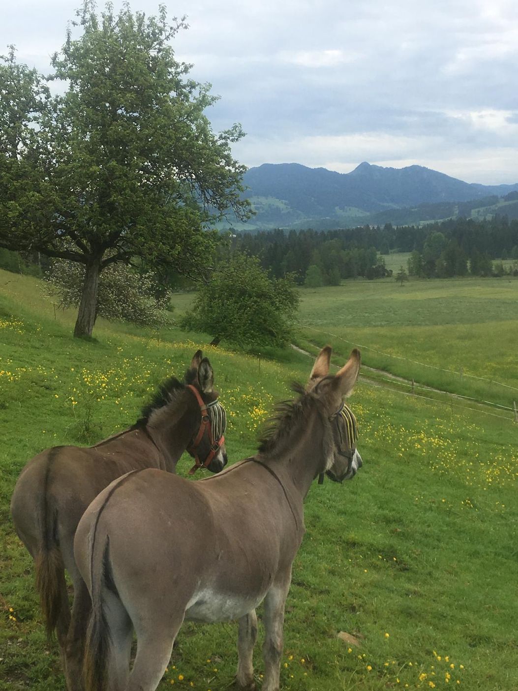 Unsere Esel