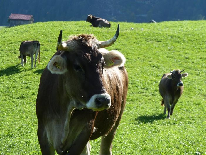 Kühe auf der Alpe