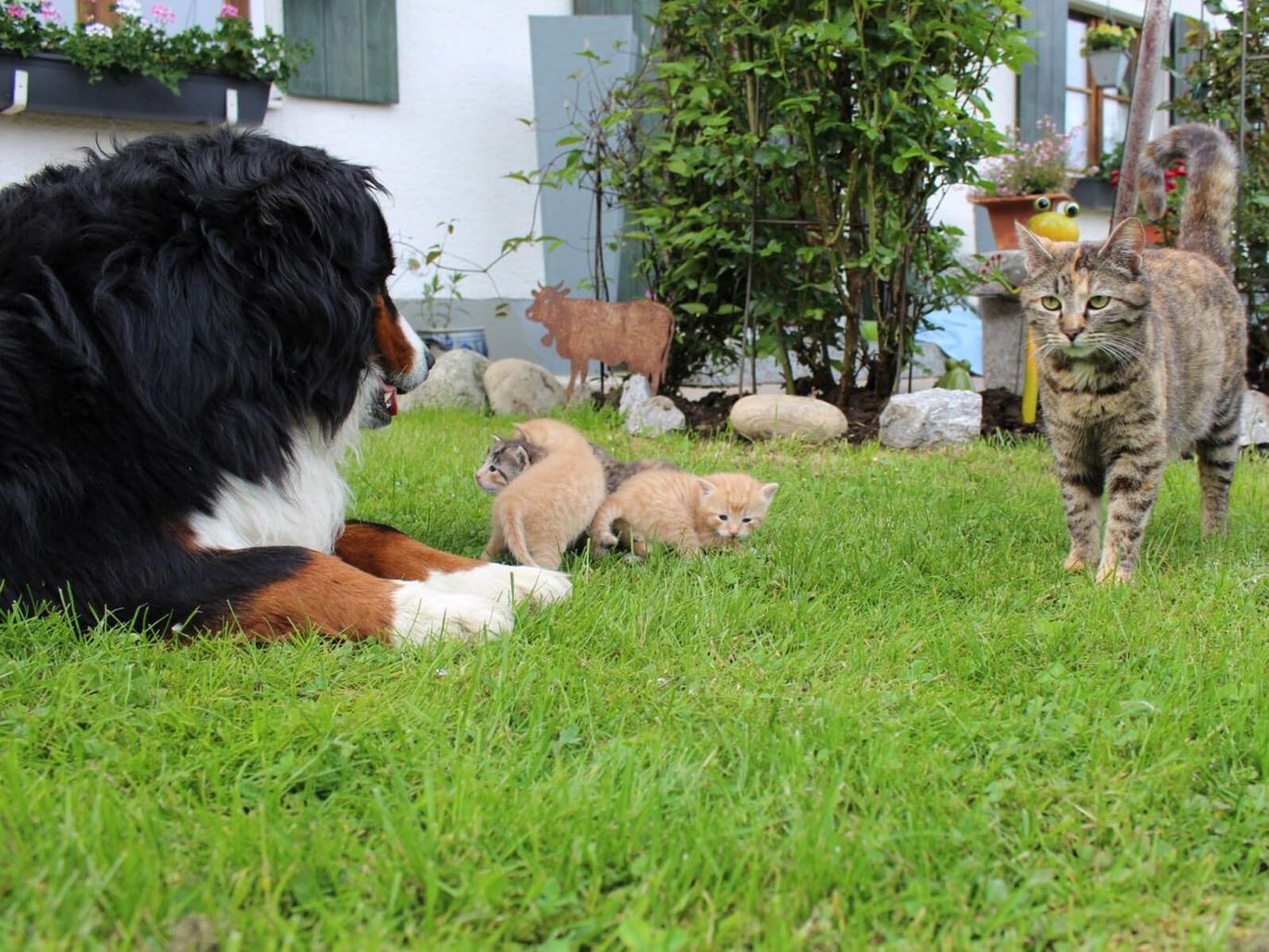 Hund und Katz vertragen sich prima